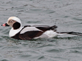 Long-tailed Duck